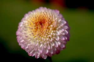 Button Pompon Chrysanthemum