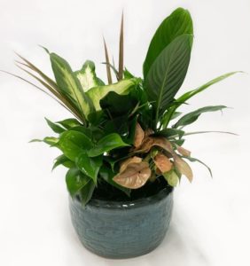 A container planted with several species of indoor plants, designed to look like a garden scene.