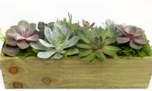 Enjoy this assortment of succulents in a beautiful wooden container.