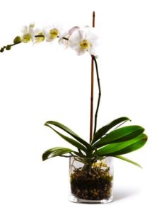 The graceful Phalaenopsis Orchid has been styled by an artisan florist, placed in a simple glass cylinder planter garnished with river rocks.