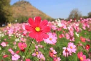 gorgeous flowers