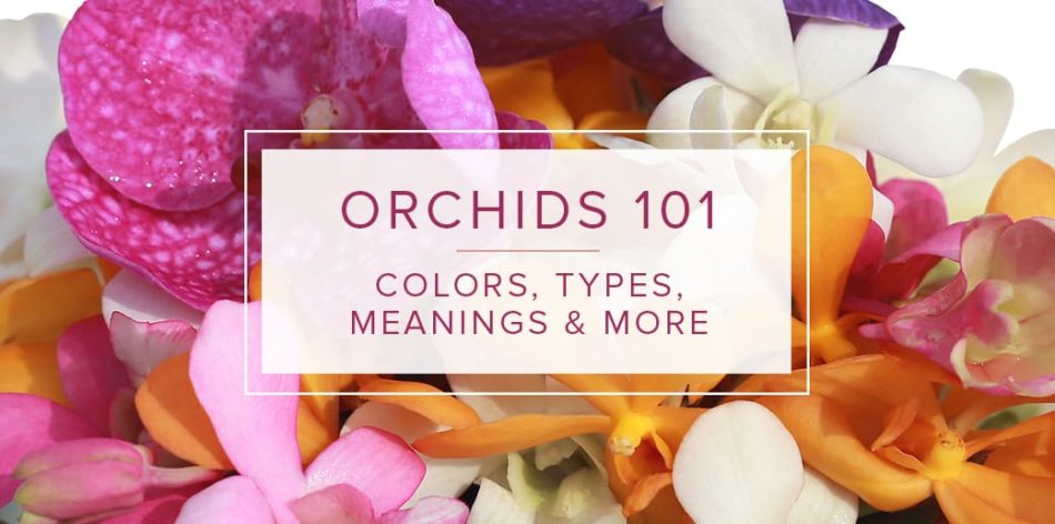 ORCHID SYMBOLISM AND MEANING BY COLOR - Kitty's Flowers